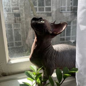 Meet your Posher, Laurie